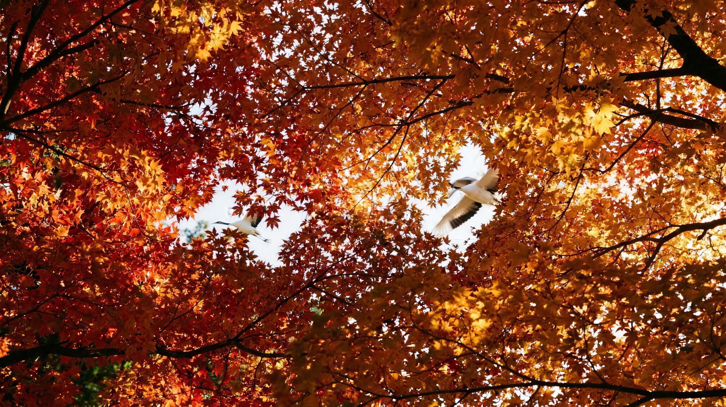Cranes in flight, glimpsed through a canopy of Japanese maple in full autumn colour.