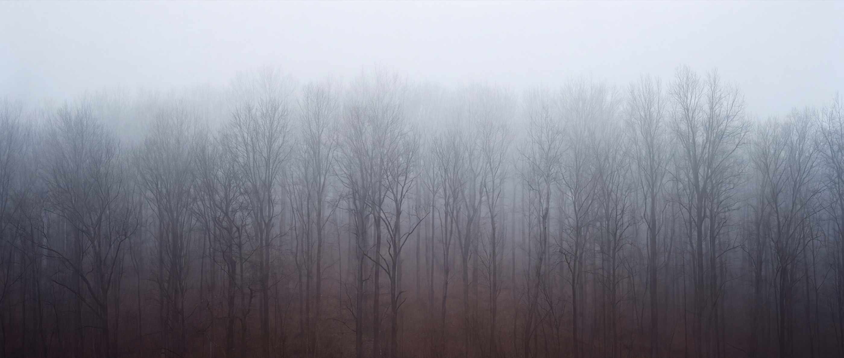 Fog drifting through bare winter trees.
