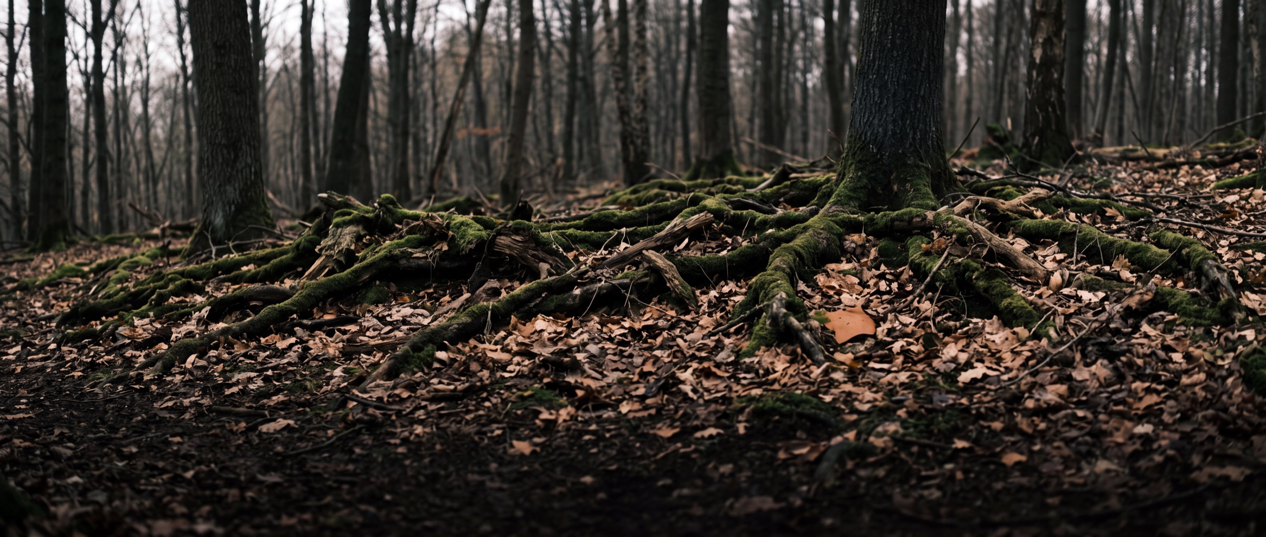 Moss over exposed roots on an old woodland floor.
